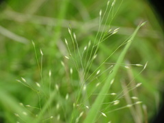 Panicum flexile