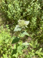 Pycnanthemum setosum