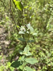 Pycnanthemum setosum