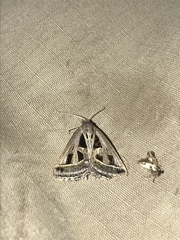 Callistege diagonalis