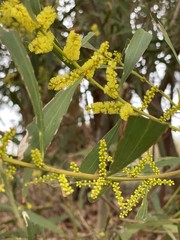 Acacia longifolia longifolia