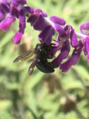 Xylocopa californica diamesa
