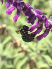 Xylocopa californica diamesa