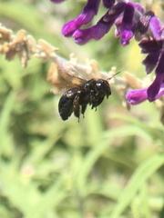 Xylocopa californica diamesa