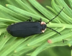 Lucidota atra