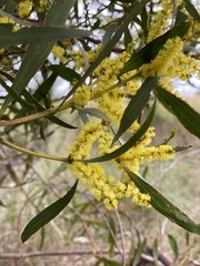 Acacia longifolia longifolia