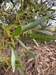 Acacia longifolia longifolia