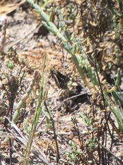 Panoquina errans