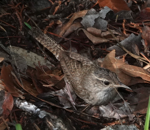 House Wren