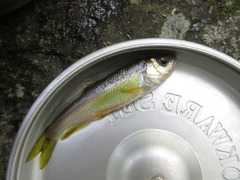 Nipponocypris