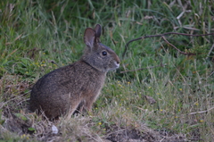Sylvilagus andinus