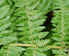 Hypolepis glandulifera