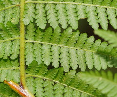 Hypolepis glandulifera
