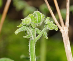 Hypolepis glandulifera