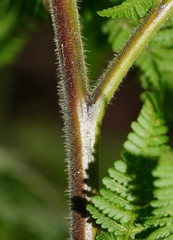 Hypolepis glandulifera