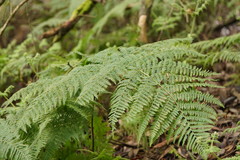 Hypolepis glandulifera