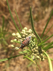 Tetraopes annulatus