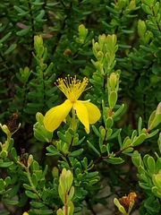 Hypericum microsepalum