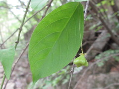 Euonymus macropterus