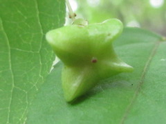 Euonymus macropterus