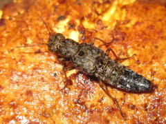 Ontholestes gracilis