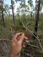 Tillandsia paucifolia