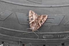 Catocala muliercula