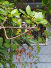 Poecile atricapillus