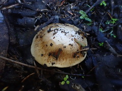 Cortinarius phalarus