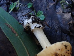 Cortinarius phalarus