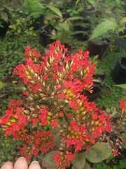 Kalanchoe rotundifolia