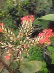 Kalanchoe rotundifolia