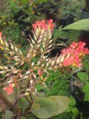 Kalanchoe rotundifolia
