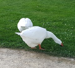 Anser anser domesticus