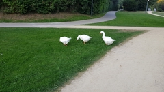 Anser anser domesticus