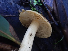 Cortinarius phalarus