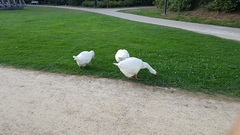 Anser anser domesticus