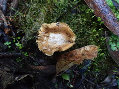 Cortinarius phalarus