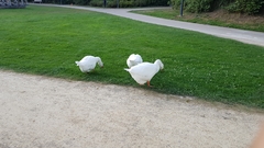 Anser anser domesticus