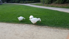 Anser anser domesticus