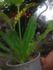 Eryngium foetidum