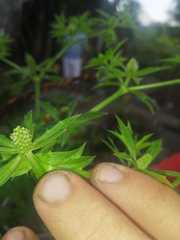Eryngium foetidum