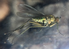 Hydrophorinae