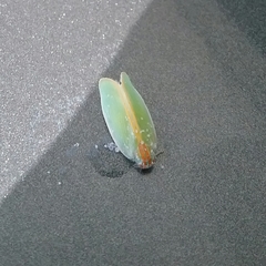 Ormenaria rufifascia