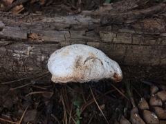 Spongiporus leucospongia