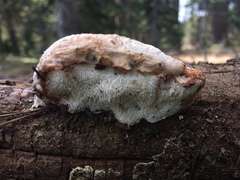 Spongiporus leucospongia