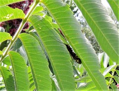 Macrostemum zebratum