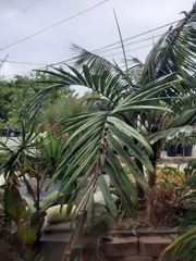 Chambeyronia macrocarpa