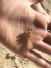 Potamogeton perfoliatus
