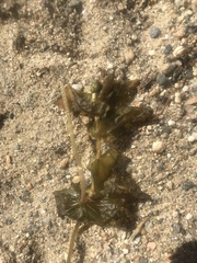 Potamogeton perfoliatus